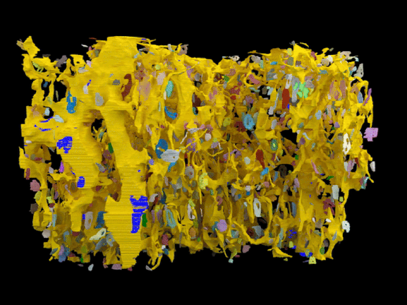 Astrocyte Clustering