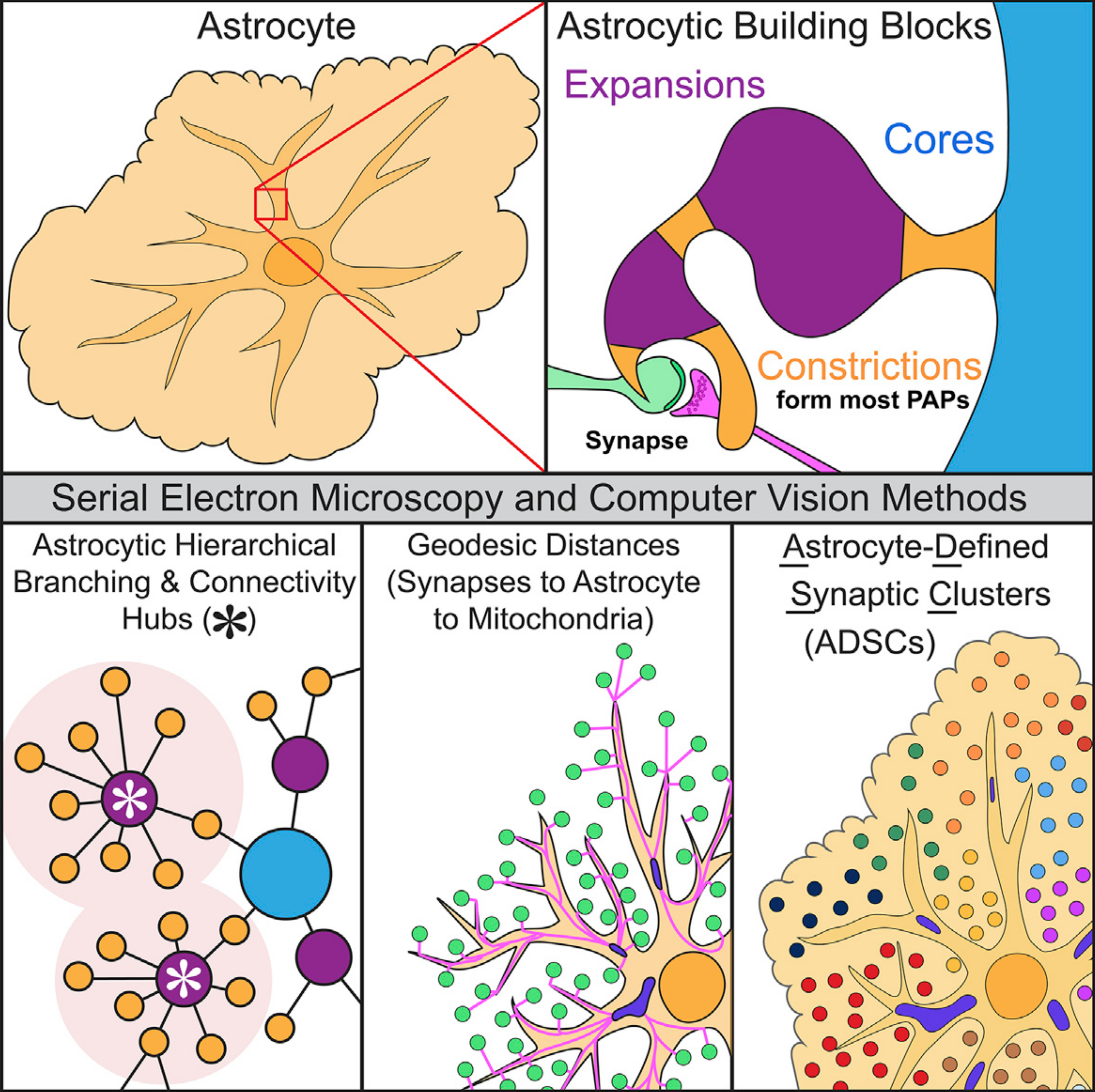 Graphical Abstract Astrocyte