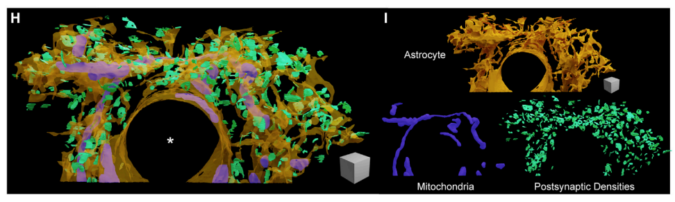 Astrocyte Research