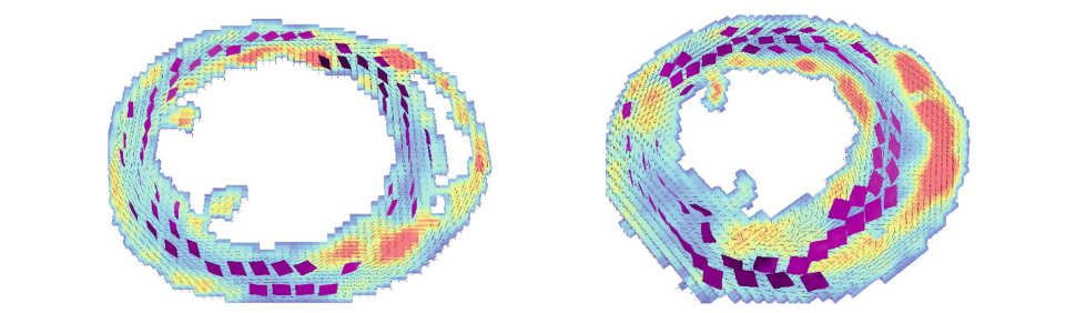 Sheet liklihood estimates in rat hearts